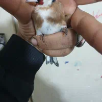 سهره نره سنندجی بشرط|پرنده|شاهینشهر, عطار|دیوار