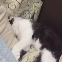 بچه گربه بازیگوش|گربه|زنجان, |دیوار