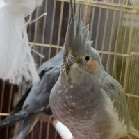 عروسی هلندی