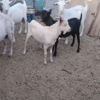 بز سانن|حیوانات مزرعه|بیرجند, |دیوار