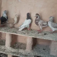 همه پرشی کفتر