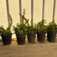 گلدان کراسولا