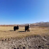 دوراس دوبر روزگاری|حیوانات مزرعه|بلداجی, |دیوار