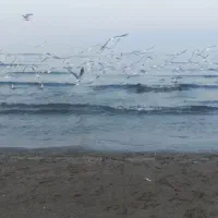 بلیط استخر نیلوفر