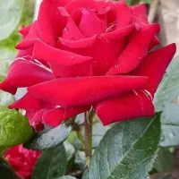 تدریس خصوصی