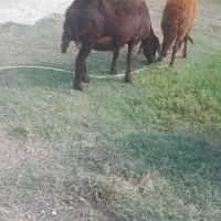 گوسفند قزل افشار