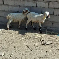 ۲عددبره نره|حیوانات مزرعه|بم, |دیوار