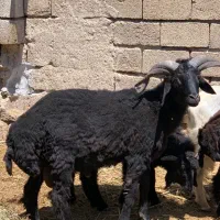 قوچ|حیوانات مزرعه|چمران, |دیوار