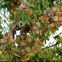 نهالستان انواع صنوبر و میوه و گردو بادام