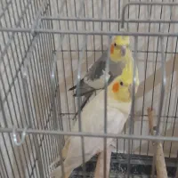 عروس هلندی جفت مولو کا. داده روتخم خوابیده