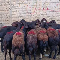 میش وشیشک قزل افشار