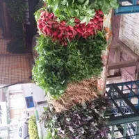 انواع سبزی خرد شده تر و تازه..فقط کفیت کار رو ببین|خوردنی و آشامیدنی|رشت, جماران|دیوار