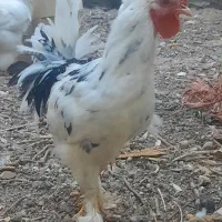 خروس کاکل ومرغ