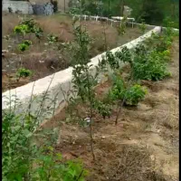 زمین کلاردشت، کردیچال