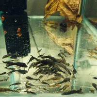 کت پوزه بوته ای (مشکی و آلبینو)