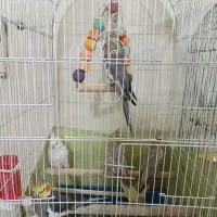 عروس هلندی