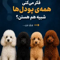 مرکز تخصصی واگذاری نژاد پودل