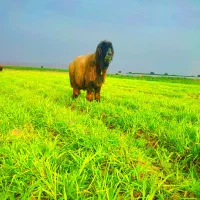 قوچ. کوه قوچ . نرمیش