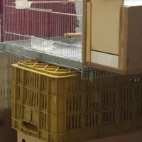 جفت مولد .بشرط عروس هلندی لوتینو|پرنده|ملایر, |دیوار