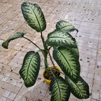 گل طبیعی دیفن باخیا