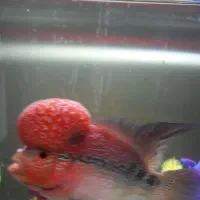 ماهی فلاور|ماهی|تهران, جوادیه|دیوار