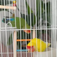 یک جفت طوطی برزیلی