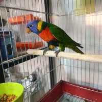 قناری عروس هلندی لوری راهب گرینچیک شاه طوطی|پرنده|خورموج, |دیوار