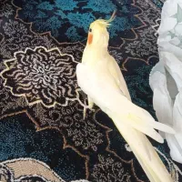سه پرنده|پرنده|اندیشه, اندیشه فاز ۳|دیوار
