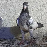 حراج شعبان|پرنده|میناب, |دیوار