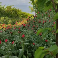 نشا گل گاوزبان