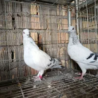 پرنده|پرنده|شیراز, انجیر|دیوار