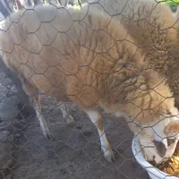 بره گوسفند نر و ماده|حیوانات مزرعه|فومن, |دیوار