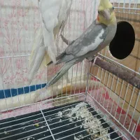 عروس هلندی نروماده|پرنده|زهک, |دیوار