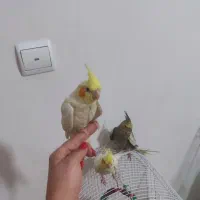 جوجه عروس هلندی ۲ماهه|پرنده|تهران, جوادیه تهرانپارس|دیوار