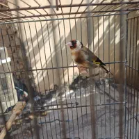 سهره ماده مست مست