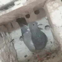 جوجه سبز عراقی کرمونی