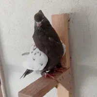 کفتر سینه.شهری.کله.سوسنی|پرنده|شیراز, کوشک میدان|دیوار