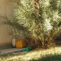 کار درخت خرما