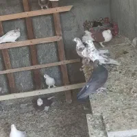 کبوتر فرروشی بصورت یکجا میفروشم