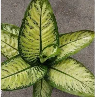 تولید و فروش گیاهان آپارتمانی