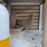 نرماده زرد ضمانت تخم جوجه|پرنده|رابر, |دیوار