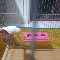 قناری سوخته