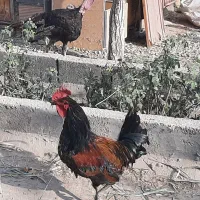 خروس محلی