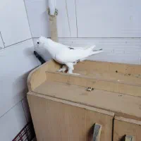 کفتر نر|پرنده|مشهد, بلال|دیوار