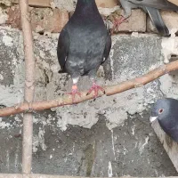 کفتر شهرستانی آلمانی