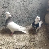 طوقی|پرنده|تویسرکان, |دیوار