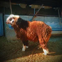 4راس بره نر چاق و سبک