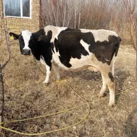 گاو شیری گوشتی