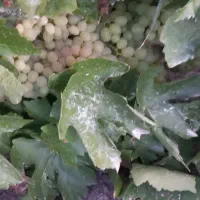 اجاره باغ انگور  باغ|اجارهٔ دفتر صنعتی، کشاورزی، تجاری|اصفهان, آزادگان|دیوار