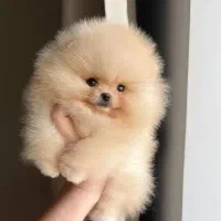 فروش انواع نژاد سگ Rosa Pet Paradise
